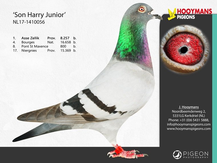 荷蘭凱爾克德里爾（Kerkdriel）的楊.胡曼斯（Jan Hooymans）的“哈利”（Harry）血系 又一羽黃金種鴿“小哈利”（Harry Junior）